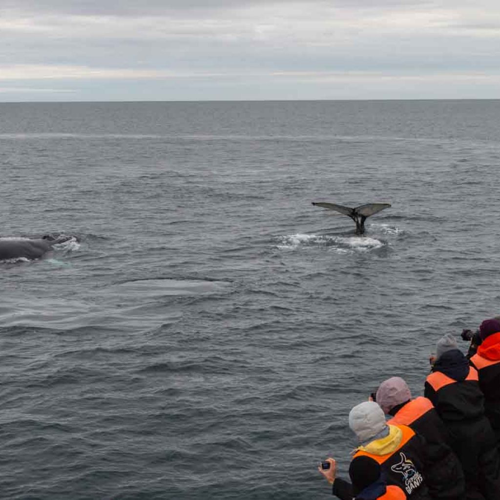Ballenas en Islandia