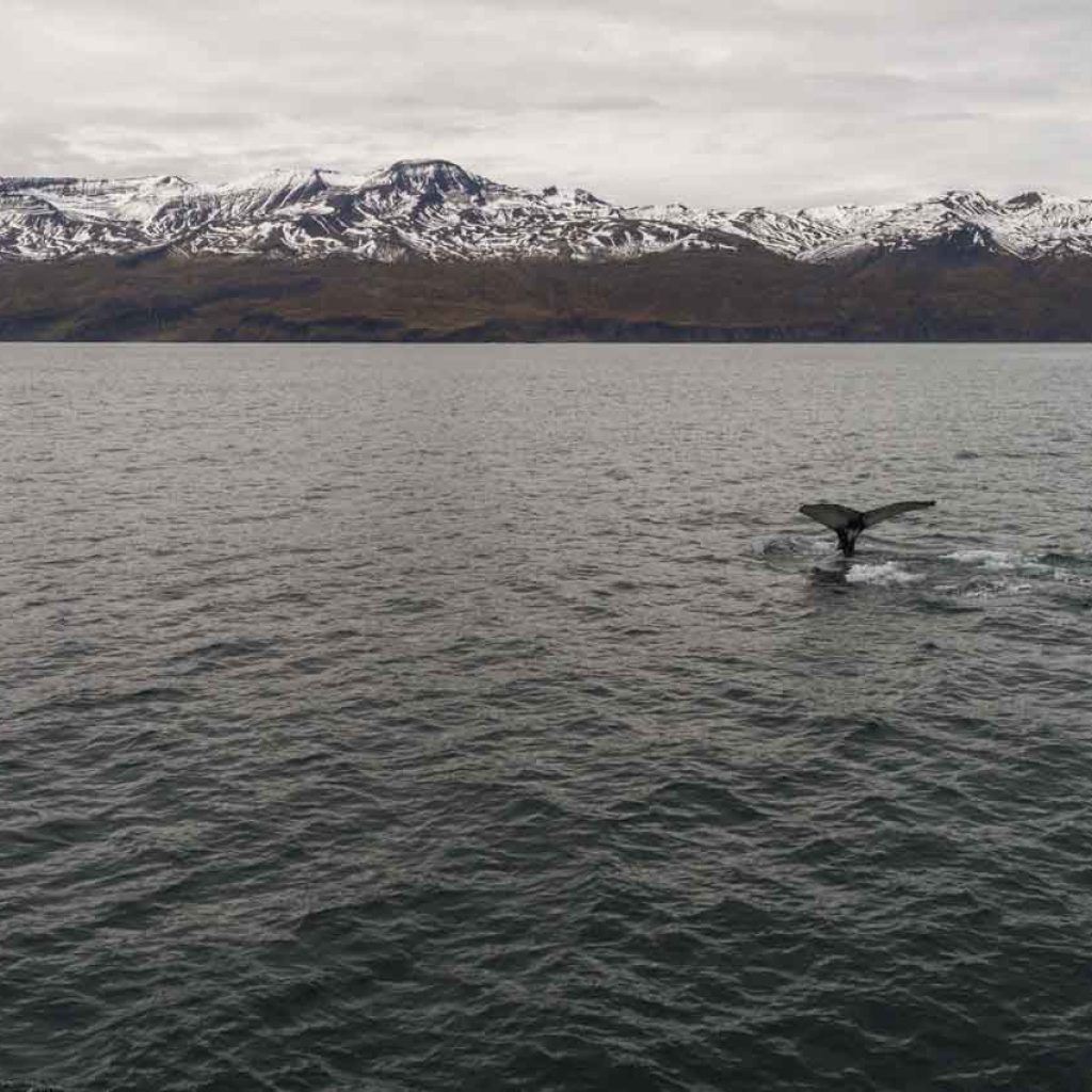 Ballenas en Islandia
